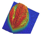 Absorption eines Blattes bei 430 GHz