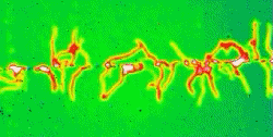 Thermogramm-Film einer beschichteten Metallplatte