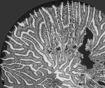 X-ray image of a coral
